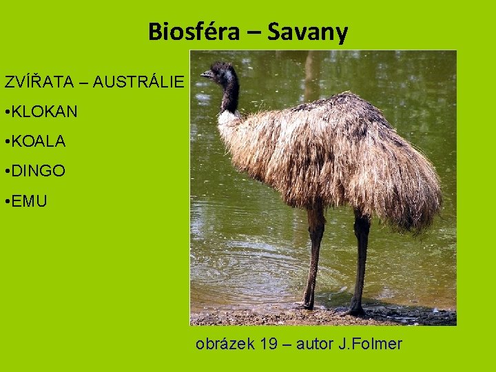 Biosféra – Savany ZVÍŘATA – AUSTRÁLIE • KLOKAN • KOALA • DINGO • EMU