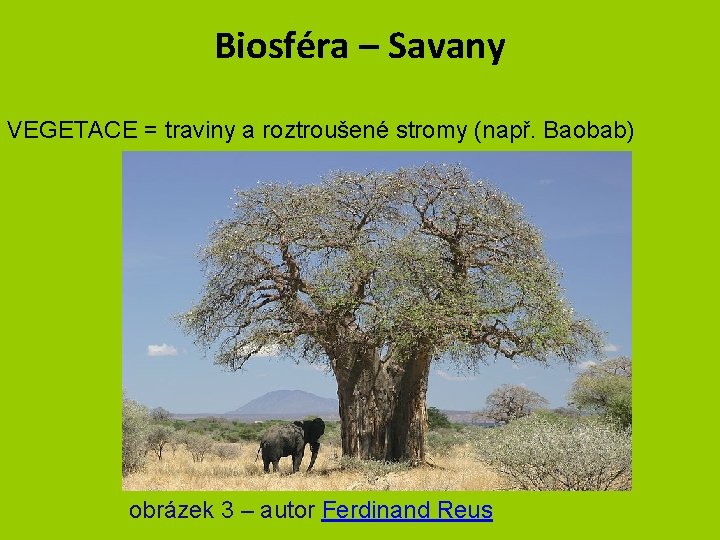 Biosféra – Savany VEGETACE = traviny a roztroušené stromy (např. Baobab) obrázek 3 –