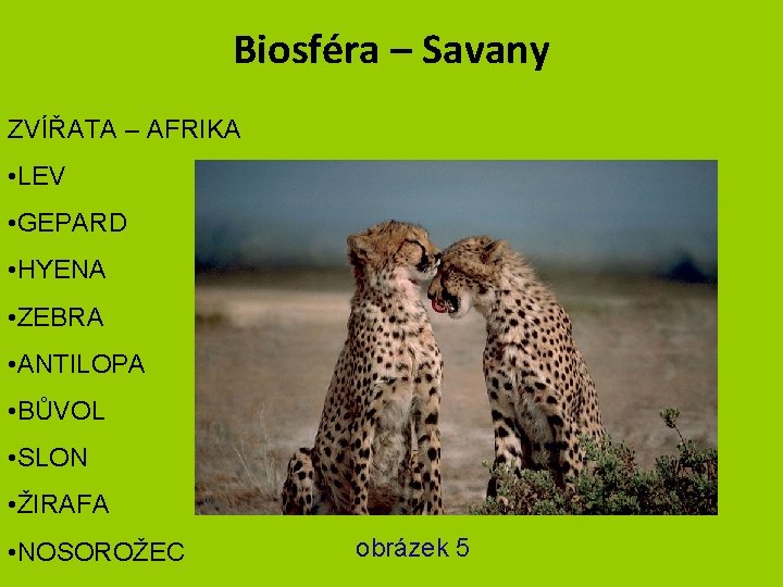 Biosféra – Savany ZVÍŘATA – AFRIKA • LEV • GEPARD • HYENA • ZEBRA