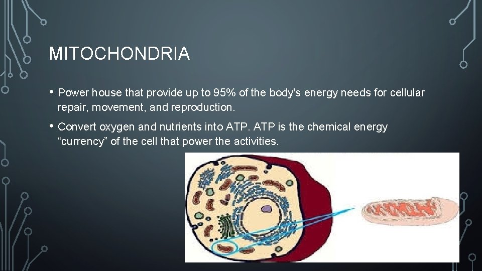 MITOCHONDRIA • Power house that provide up to 95% of the body's energy needs
