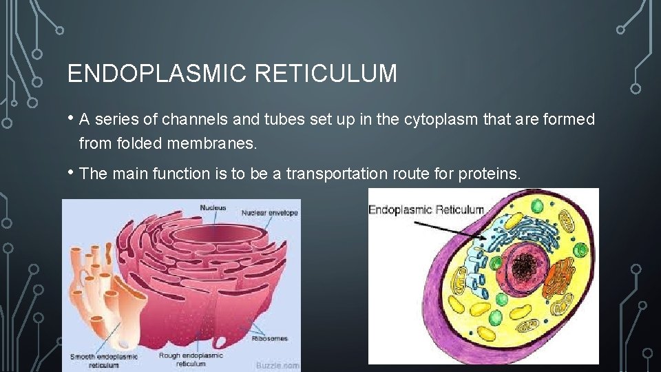 ENDOPLASMIC RETICULUM • A series of channels and tubes set up in the cytoplasm