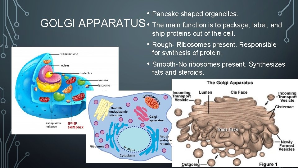 GOLGI • Pancake shaped organelles. APPARATUS • The main function is to package, label,