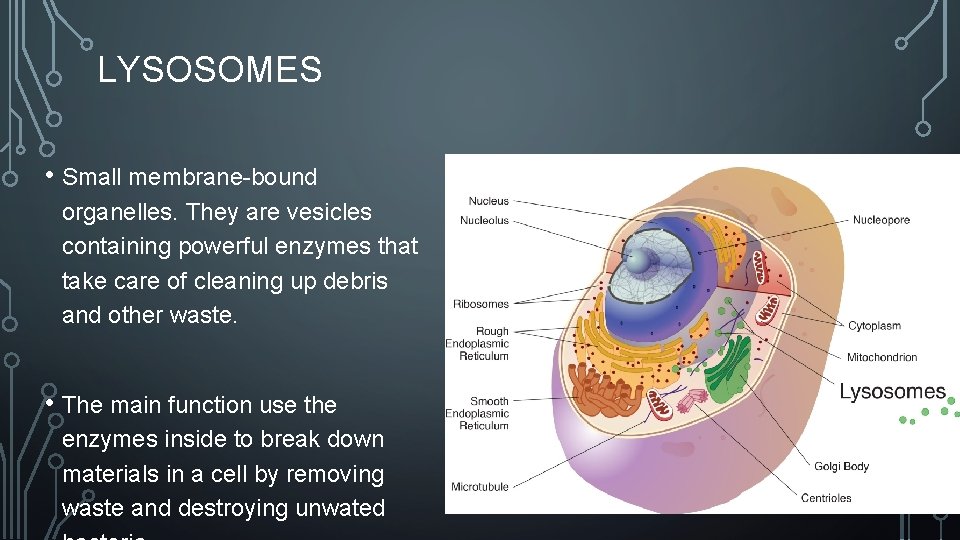 LYSOSOMES • Small membrane-bound organelles. They are vesicles containing powerful enzymes that take care