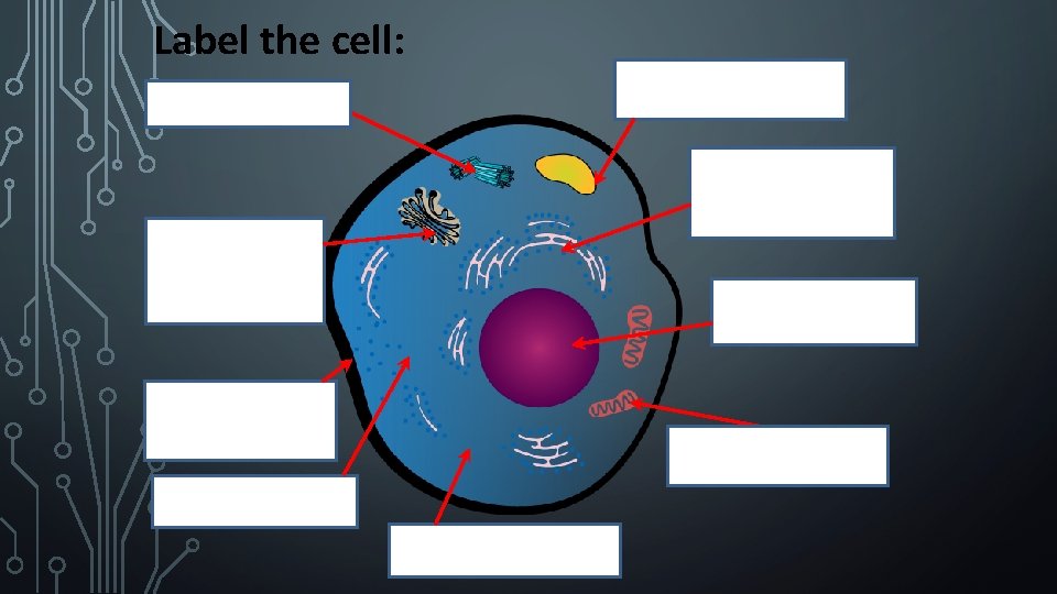Label the cell: 6 Lysosome 1 Centrioles 7 Endoplasmic Reticulum 2 Golgi apparatus 8