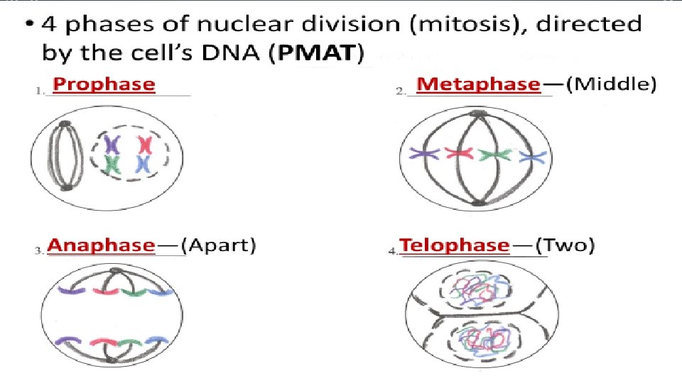 Prophase Anaphase—(Apart) Anaphase- (Apart) Metaphase- (Middle)le) Telophase- (Two)o) • 4 phases of nuclear division