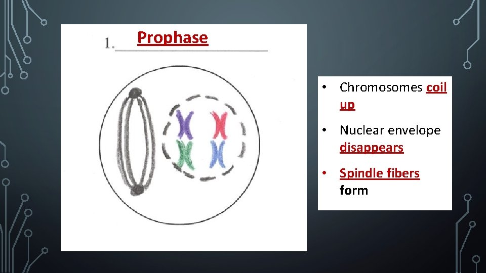 Prophase • Chromosomes coil up • Nuclear envelope disappears • Spindle fibers form 