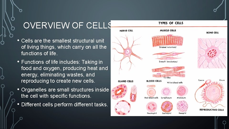 OVERVIEW OF CELLS • Cells are the smallest structural unit of living things, which