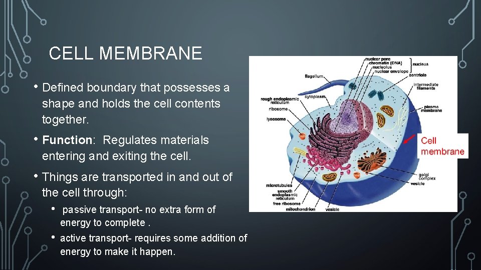 CELL MEMBRANE • Defined boundary that possesses a shape and holds the cell contents