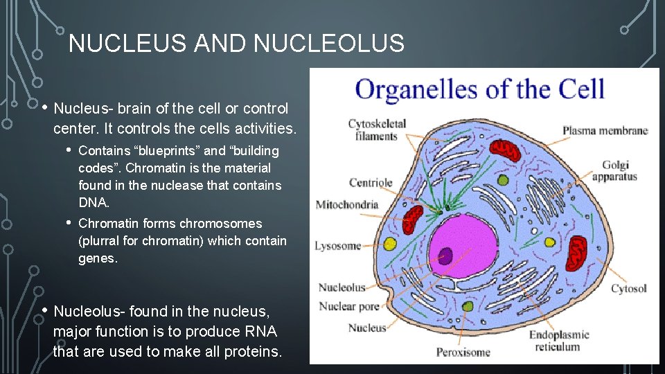 NUCLEUS AND NUCLEOLUS • Nucleus- brain of the cell or control center. It controls