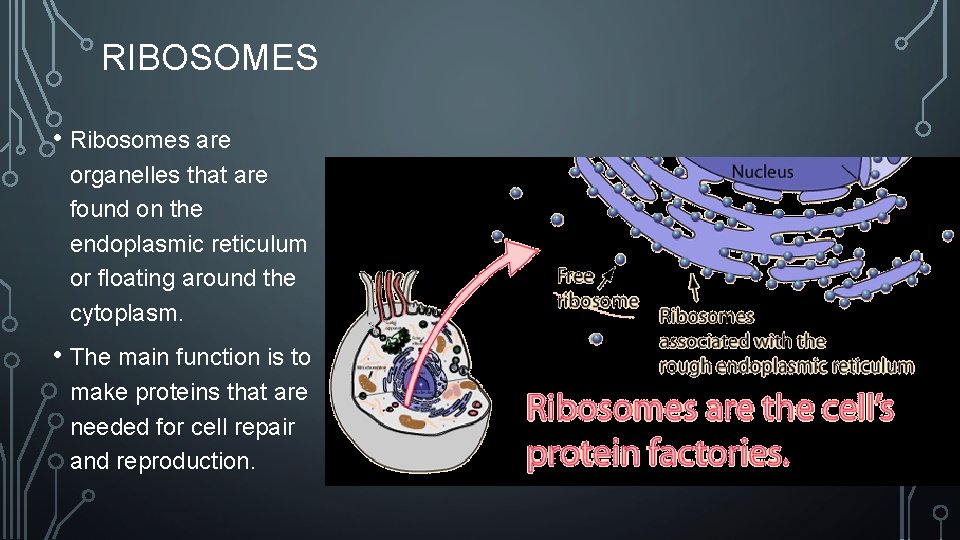 RIBOSOMES • Ribosomes are organelles that are found on the endoplasmic reticulum or floating