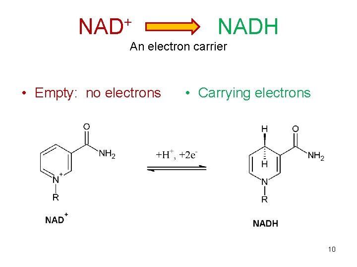 + NADH An electron carrier • Empty: no electrons • Carrying electrons 10 