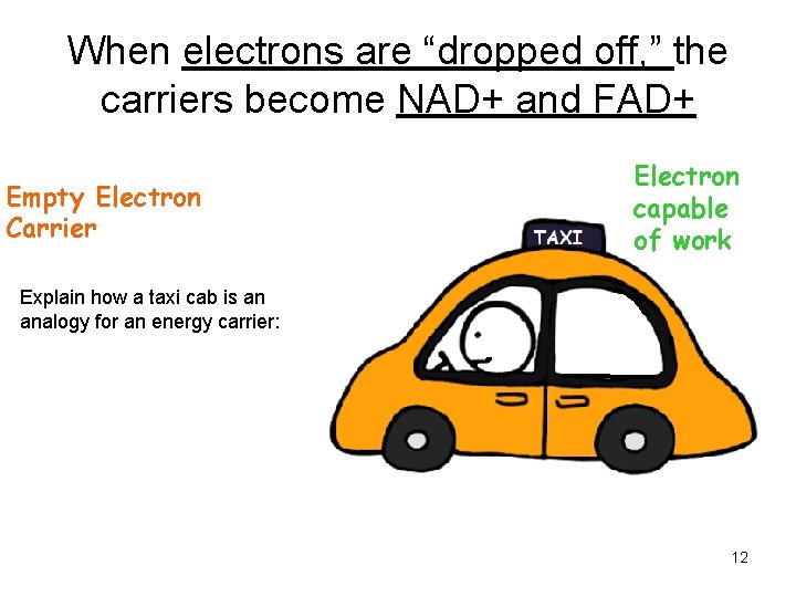 When electrons are “dropped off, ” the carriers become NAD+ and FAD+ Empty Electron