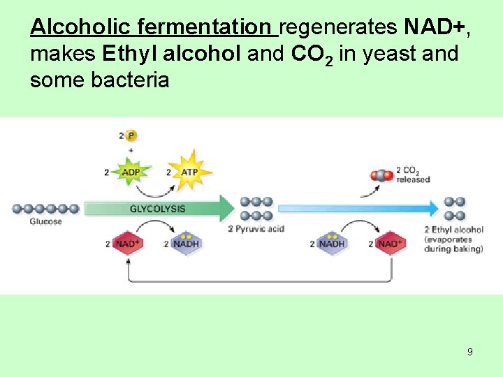 Alcoholic fermentation regenerates NAD+, makes Ethyl alcohol and CO 2 in yeast and some