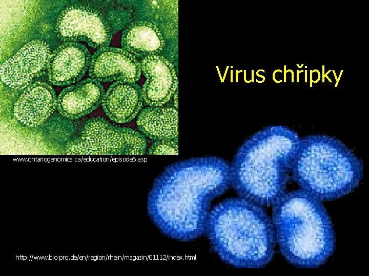 Virus chřipky www. ontariogenomics. ca/education/episode 6. asp http: //www. bio-pro. de/en/region/rhein/magazin/01112/index. html 