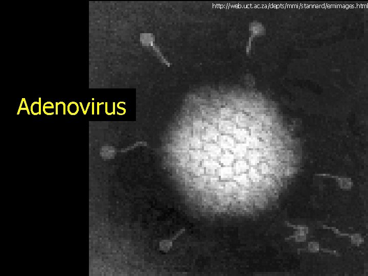 http: //web. uct. ac. za/depts/mmi/stannard/emimages. html Adenovirus 