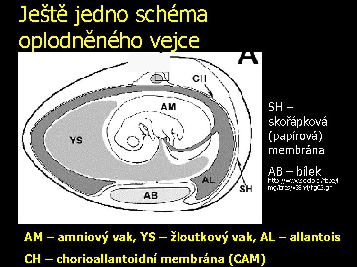 Ještě jedno schéma oplodněného vejce SH – skořápková (papírová) membrána AB – bílek http: