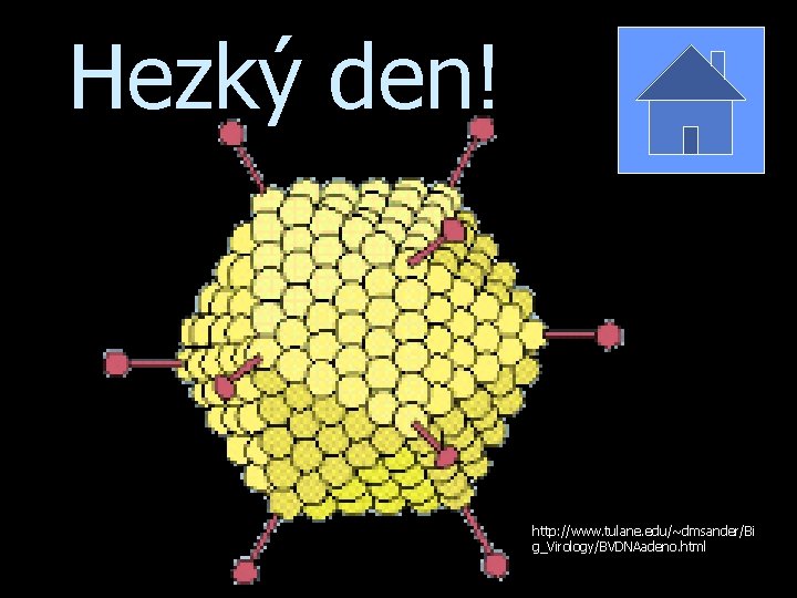 Hezký den! http: //www. tulane. edu/~dmsander/Bi g_Virology/BVDNAadeno. html 