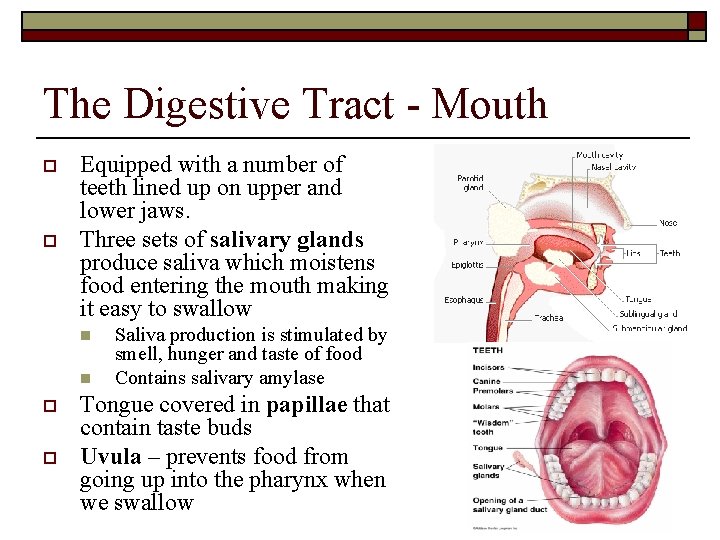 The Digestive Tract - Mouth o o Equipped with a number of teeth lined