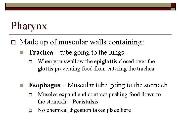 Pharynx o Made up of muscular walls containing: n Trachea – tube going to