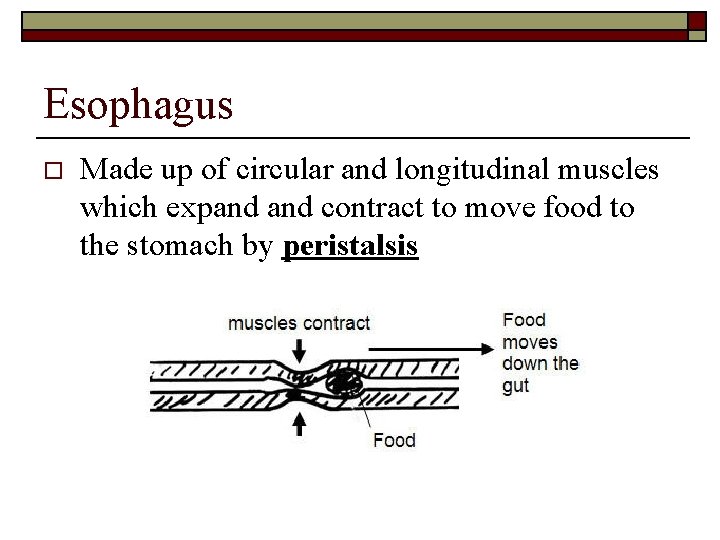 Esophagus o Made up of circular and longitudinal muscles which expand contract to move