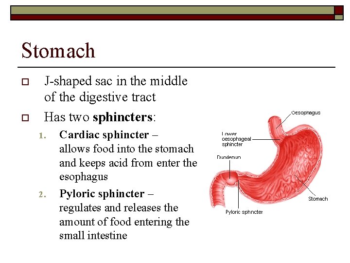 Stomach o o J-shaped sac in the middle of the digestive tract Has two