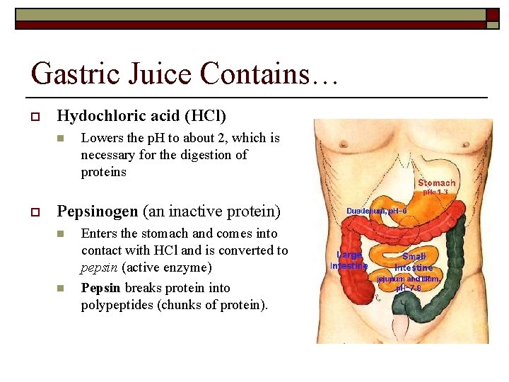 Gastric Juice Contains… o Hydochloric acid (HCl) n o Lowers the p. H to