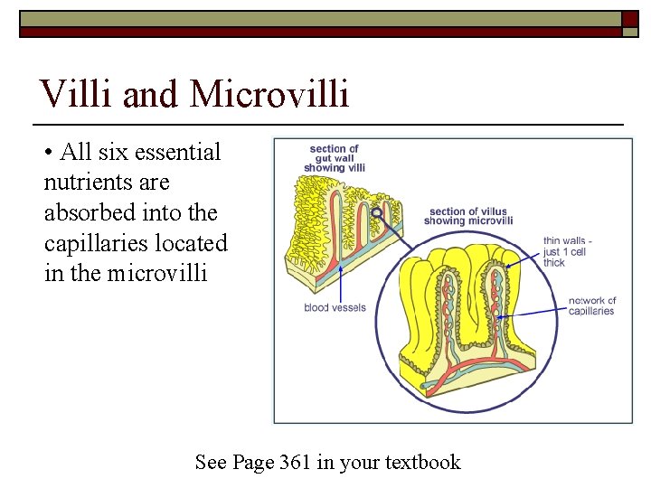 Villi and Microvilli • All six essential nutrients are absorbed into the capillaries located