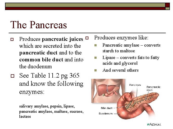 The Pancreas o o Produces pancreatic juices which are secreted into the pancreatic duct