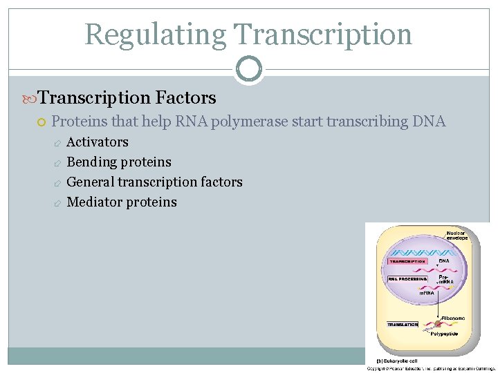 Regulating Transcription Factors Proteins that help RNA polymerase start transcribing DNA Activators Bending proteins