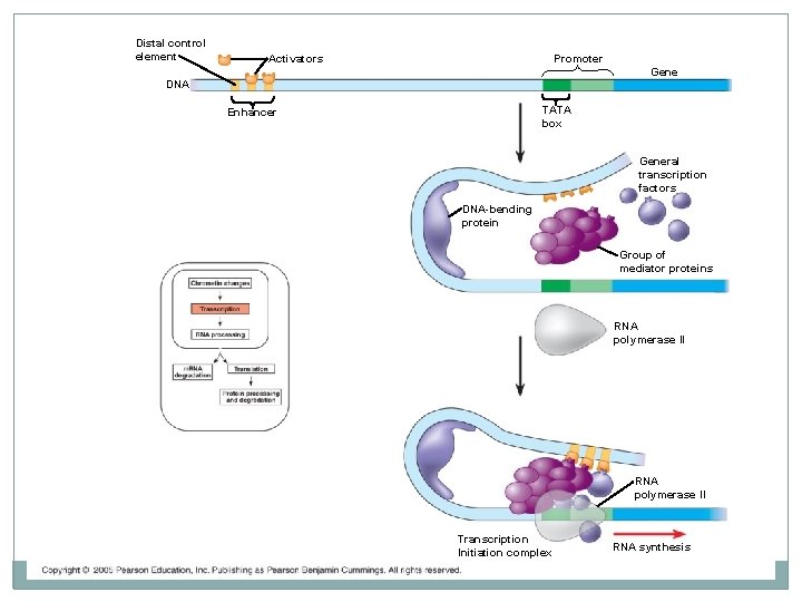 Distal control element Activators Promoter Gene DNA TATA box Enhancer General transcription factors DNA-bending