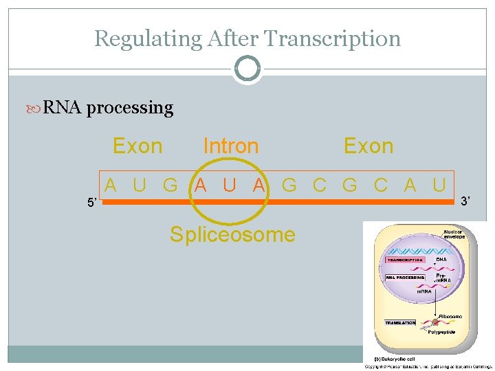 Regulating After Transcription RNA processing Exon 5’ Intron Exon A U G A U