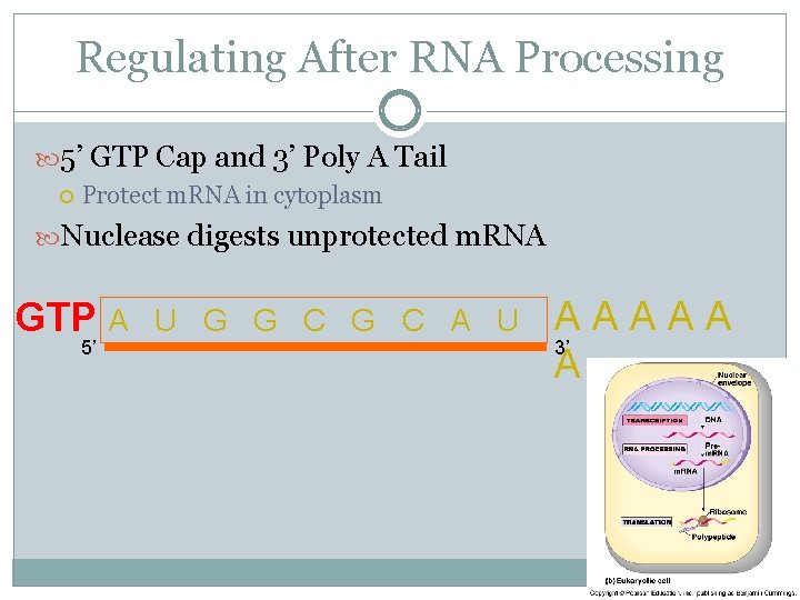 Regulating After RNA Processing 5’ GTP Cap and 3’ Poly A Tail Protect m.