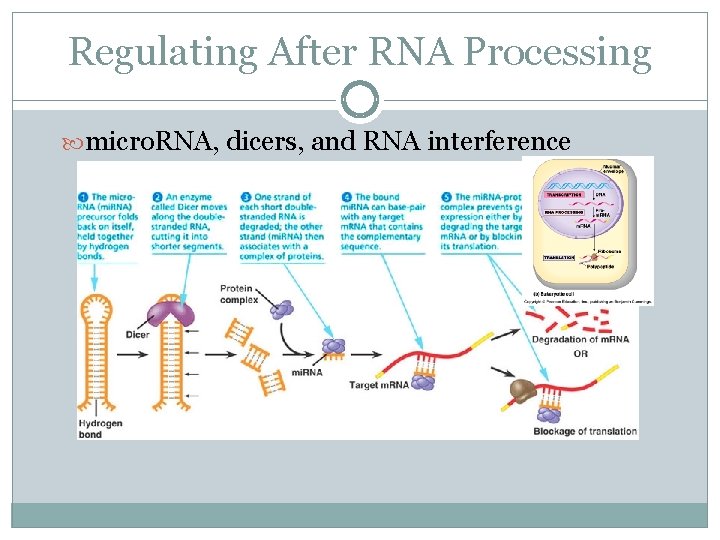 Regulating After RNA Processing micro. RNA, dicers, and RNA interference 