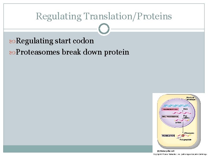 Regulating Translation/Proteins Regulating start codon Proteasomes break down protein 