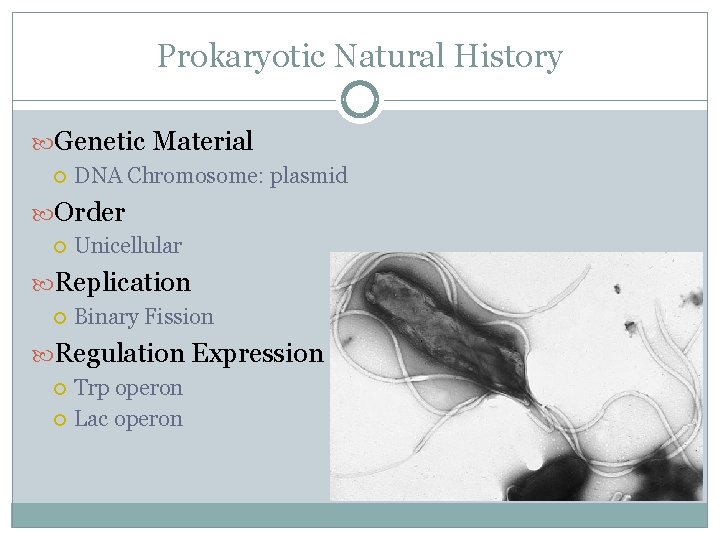 Prokaryotic Natural History Genetic Material DNA Chromosome: plasmid Order Unicellular Replication Binary Fission Regulation