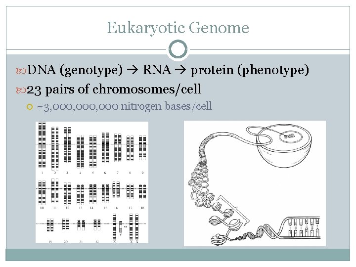 Eukaryotic Genome DNA (genotype) RNA protein (phenotype) 23 pairs of chromosomes/cell ~3, 000, 000