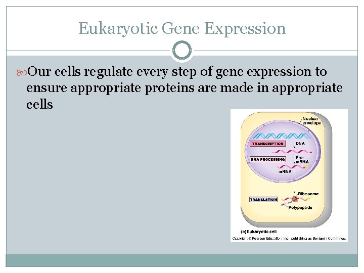 Eukaryotic Gene Expression Our cells regulate every step of gene expression to ensure appropriate