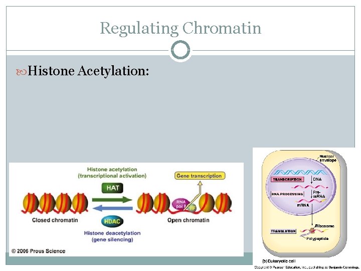 Regulating Chromatin Histone Acetylation: 