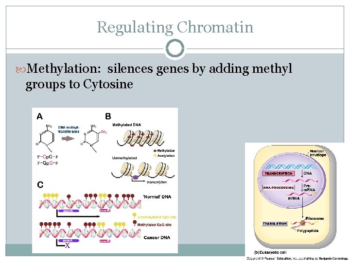 Regulating Chromatin Methylation: silences genes by adding methyl groups to Cytosine 