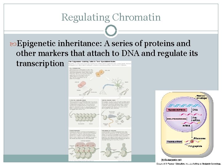 Regulating Chromatin Epigenetic inheritance: A series of proteins and other markers that attach to