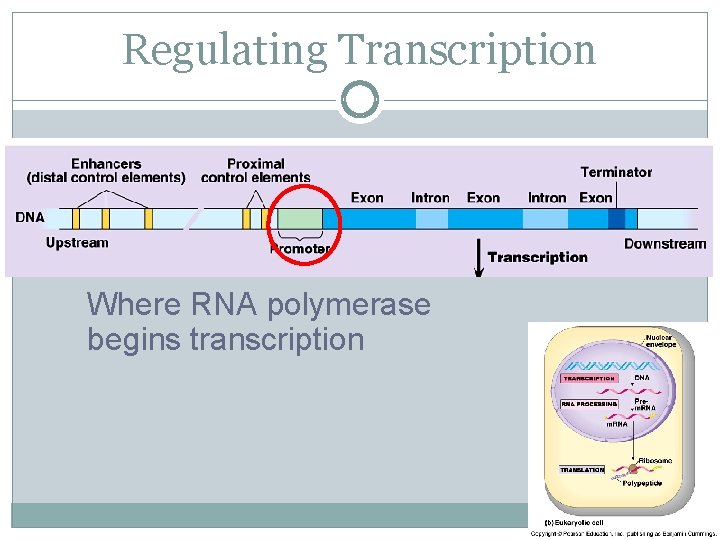 Regulating Transcription Where RNA polymerase begins transcription 