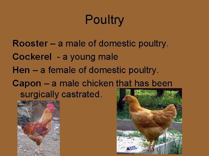 Poultry Rooster – a male of domestic poultry. Cockerel - a young male Hen