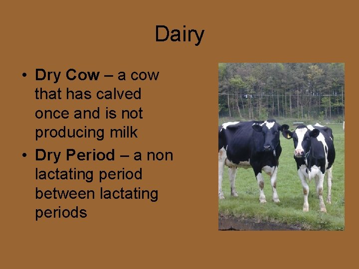 Dairy • Dry Cow – a cow that has calved once and is not