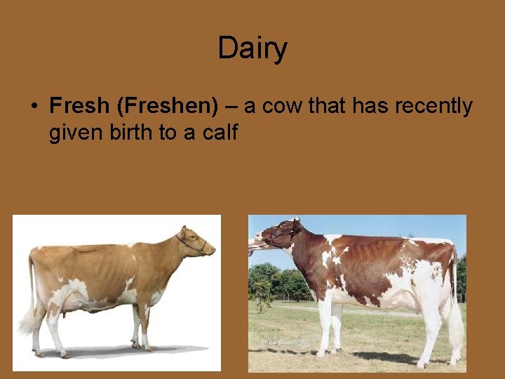 Livestock Terminology Cattle Bull a male bovine of