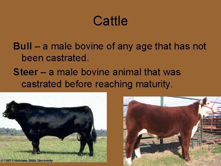 Cattle Bull – a male bovine of any age that has not been castrated.