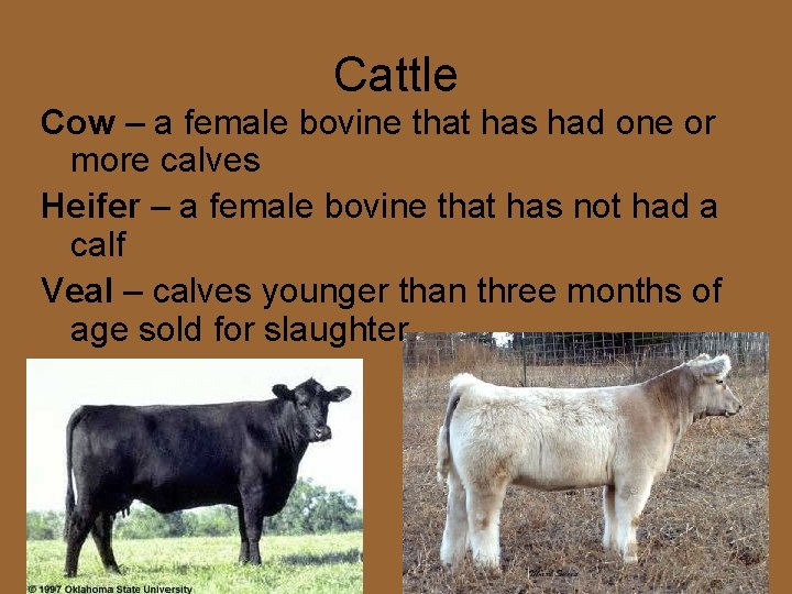 Cattle Cow – a female bovine that has had one or more calves Heifer