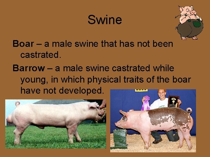 Swine Boar – a male swine that has not been castrated. Barrow – a