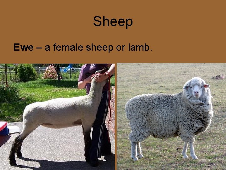Sheep Ewe – a female sheep or lamb. 