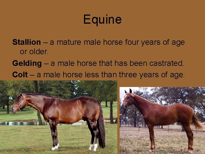 Equine Stallion – a mature male horse four years of age or older. Gelding