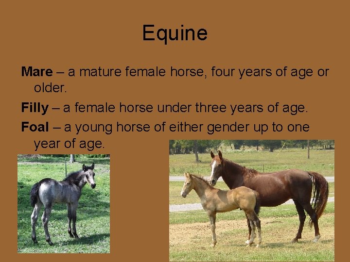 Equine Mare – a mature female horse, four years of age or older. Filly